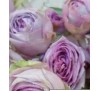 Роза Лавендер Лейс (Lavender Lace)